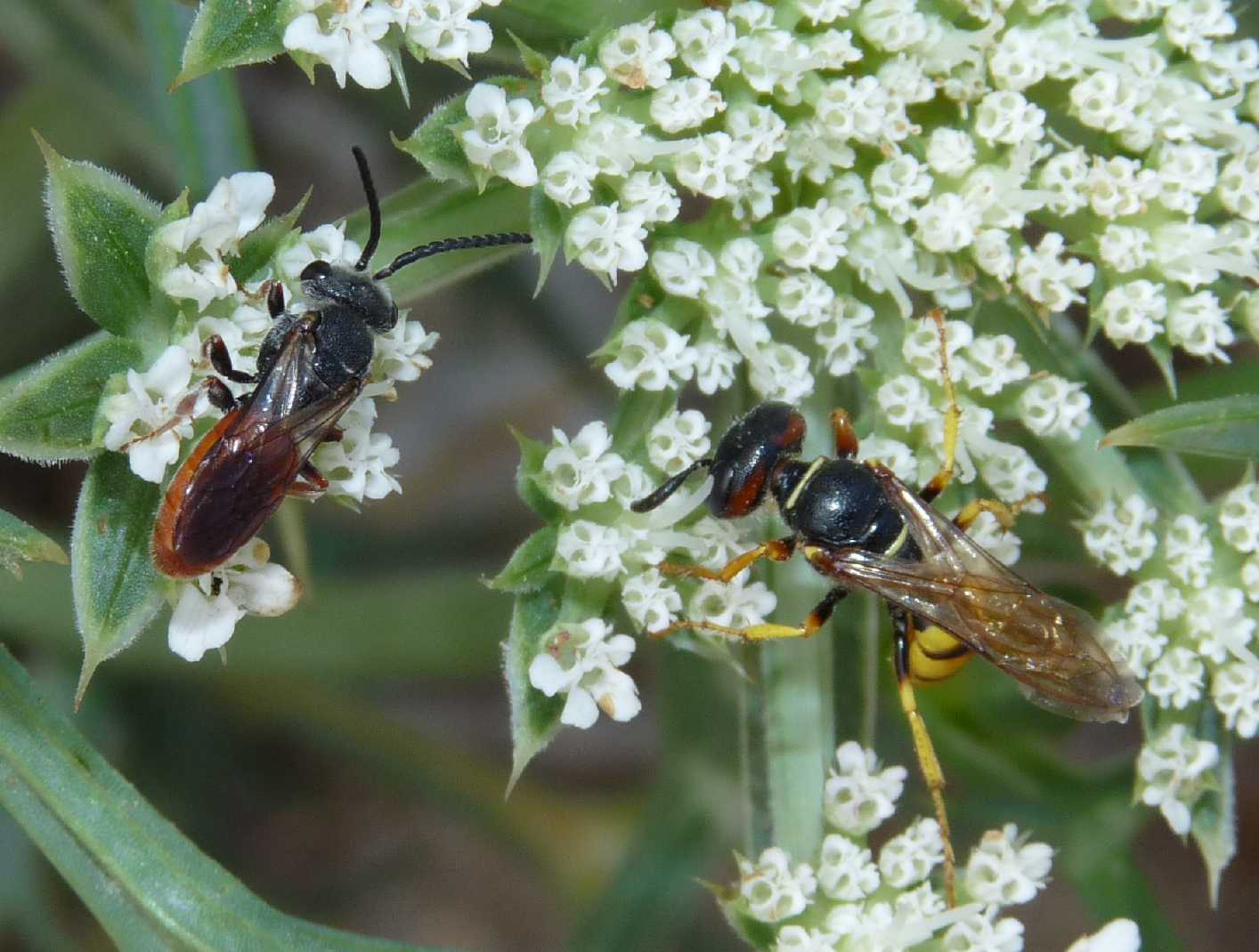 Sphecodes sp. (Apidae Halictinae) maschio